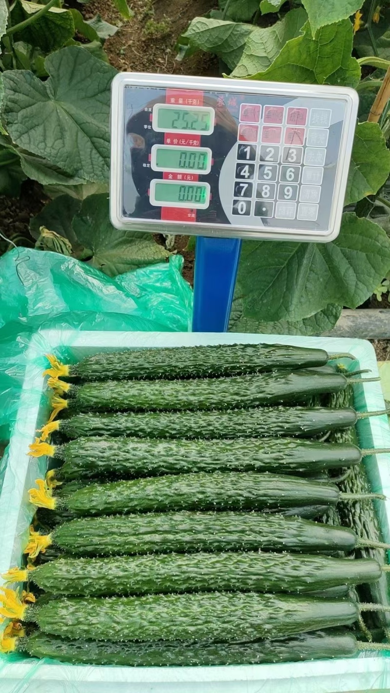 密刺黄瓜云南新鲜黄瓜顶花带刺电商市场商超