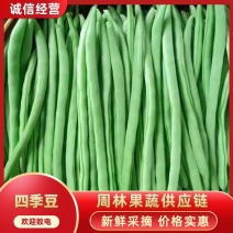 【精品四季豆】广东无筋豆/条形优美/产地货源/全国代办