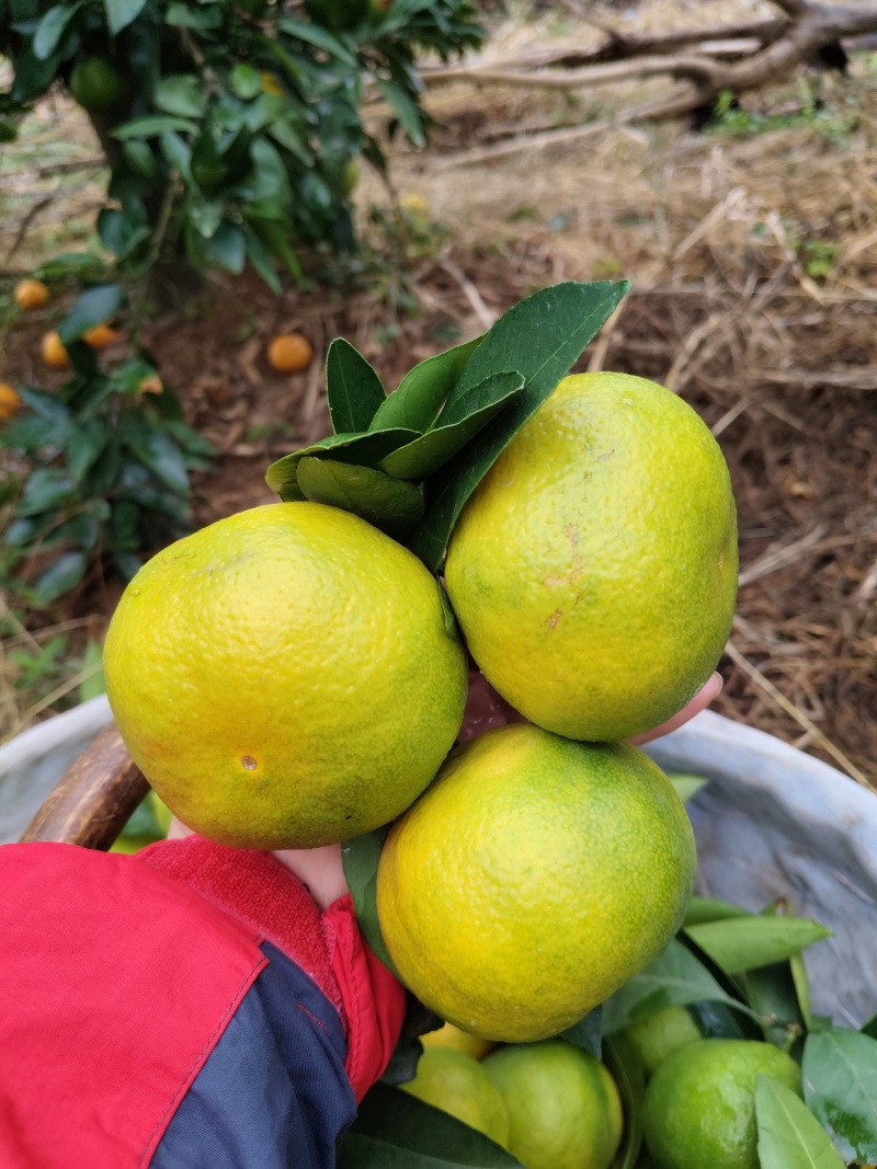 【推荐】湖北精品密橘晚熟蜜橘电商市场商超货源