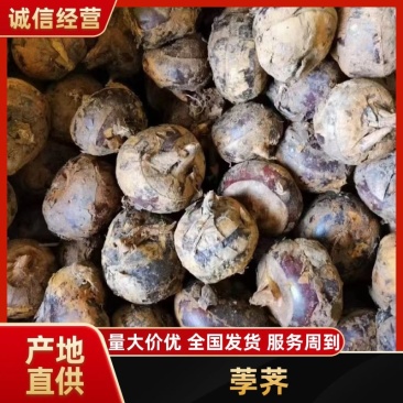 广西荸荠-产地直发-价格优惠-可对接电商