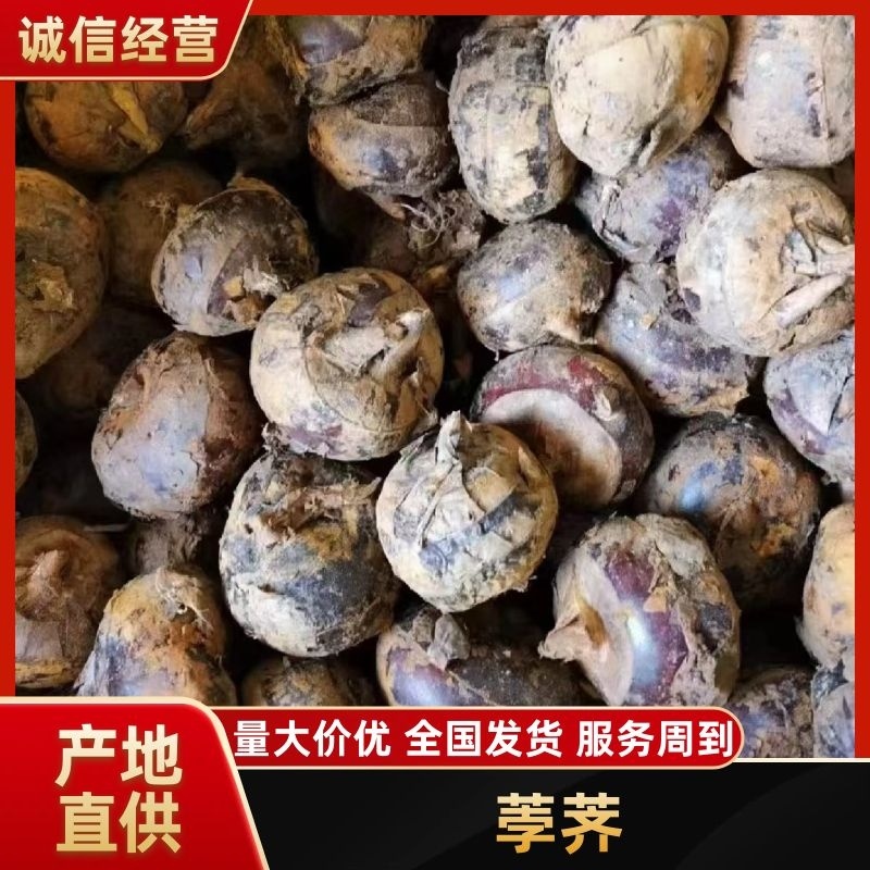 广西荸荠-产地直发-价格优惠-可对接电商