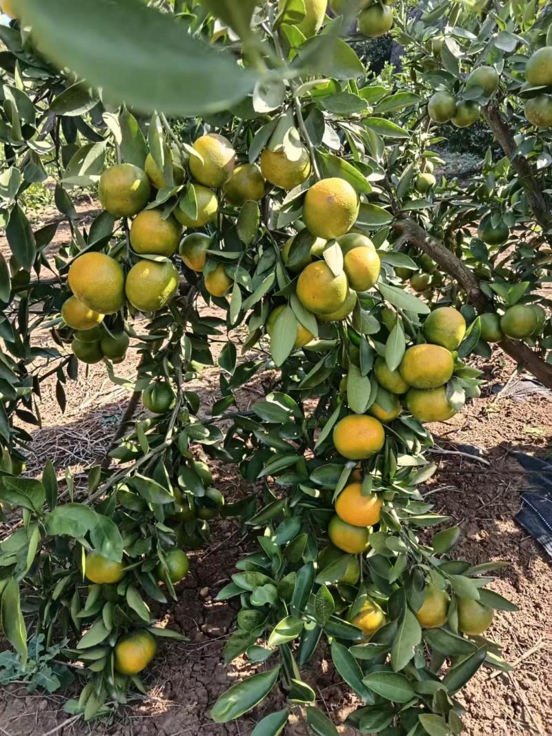 【推荐】湖北精品密橘晚熟蜜橘电商市场商超货源