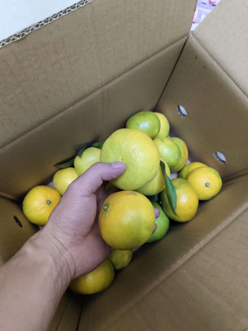 【推荐】湖北精品密橘晚熟蜜橘电商市场商超货源