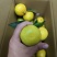 【推荐】湖北精品密橘晚熟蜜橘电商市场商超货源