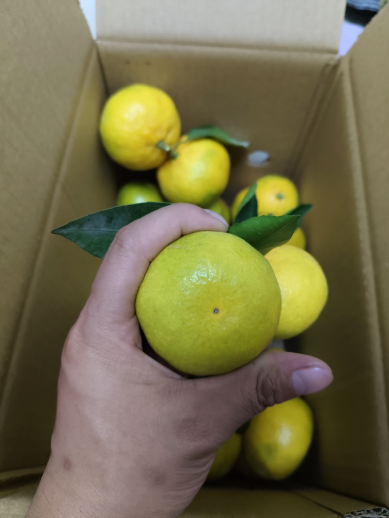 【推荐】湖北精品密橘晚熟蜜橘电商市场商超货源