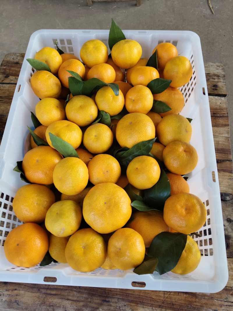 【推荐】湖北精品密橘晚熟蜜橘电商市场商超货源