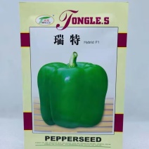 瑞特甜椒种子方灯笼椒种子果实绿色膨果快