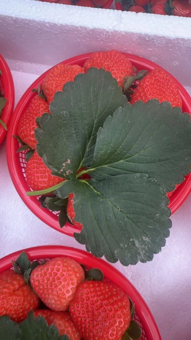 【推荐】精品草莓宁宇草莓一手货源产地直发价优欢迎致电