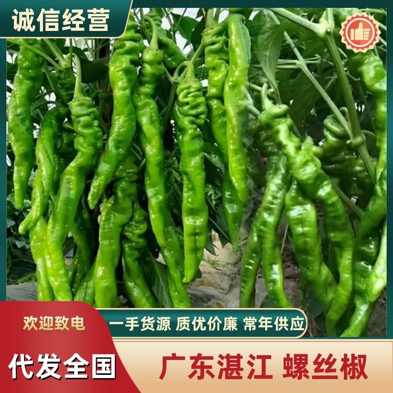 陇椒、薄皮椒，大量供应，质量保证，欢迎来电咨询！
