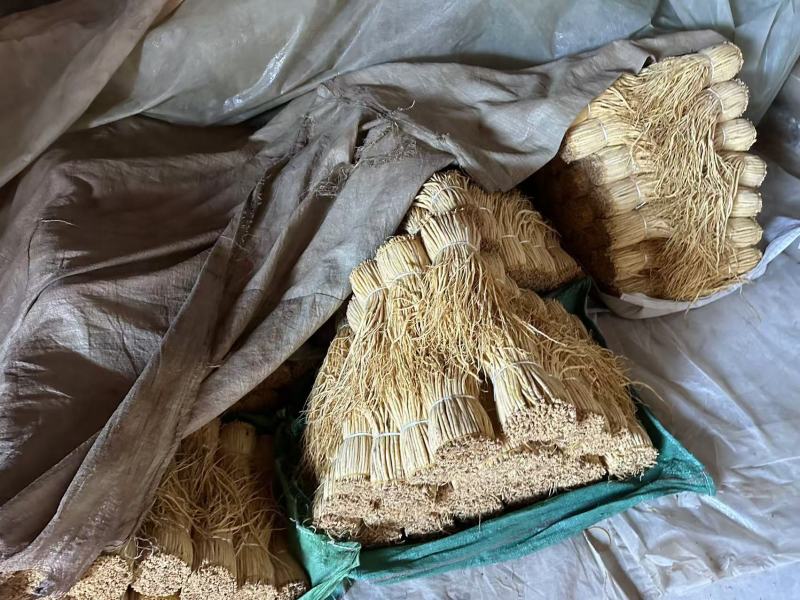 定西白条党参大量上市，可视频看货，量大从优