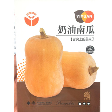 奶油南瓜种子早熟南瓜肉质细密甘甜可食用率高
