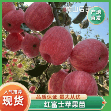 鸡血红2001条纹富士红富士苹果苗基地直销货源充足