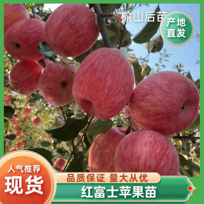 鸡血红2001条纹富士红富士苹果苗基地直销货源充足
