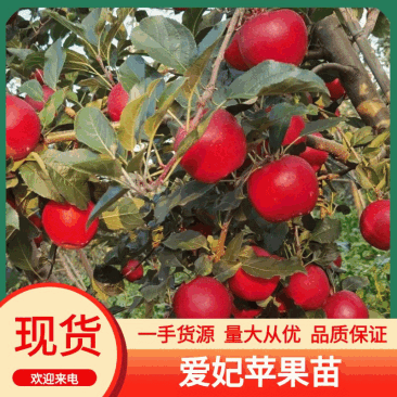 爱妃苹果树苗大量供应，一手货源，产地直发，价格优惠
