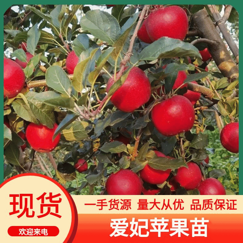 爱妃苹果树苗大量供应，一手货源，产地直发，价格优惠
