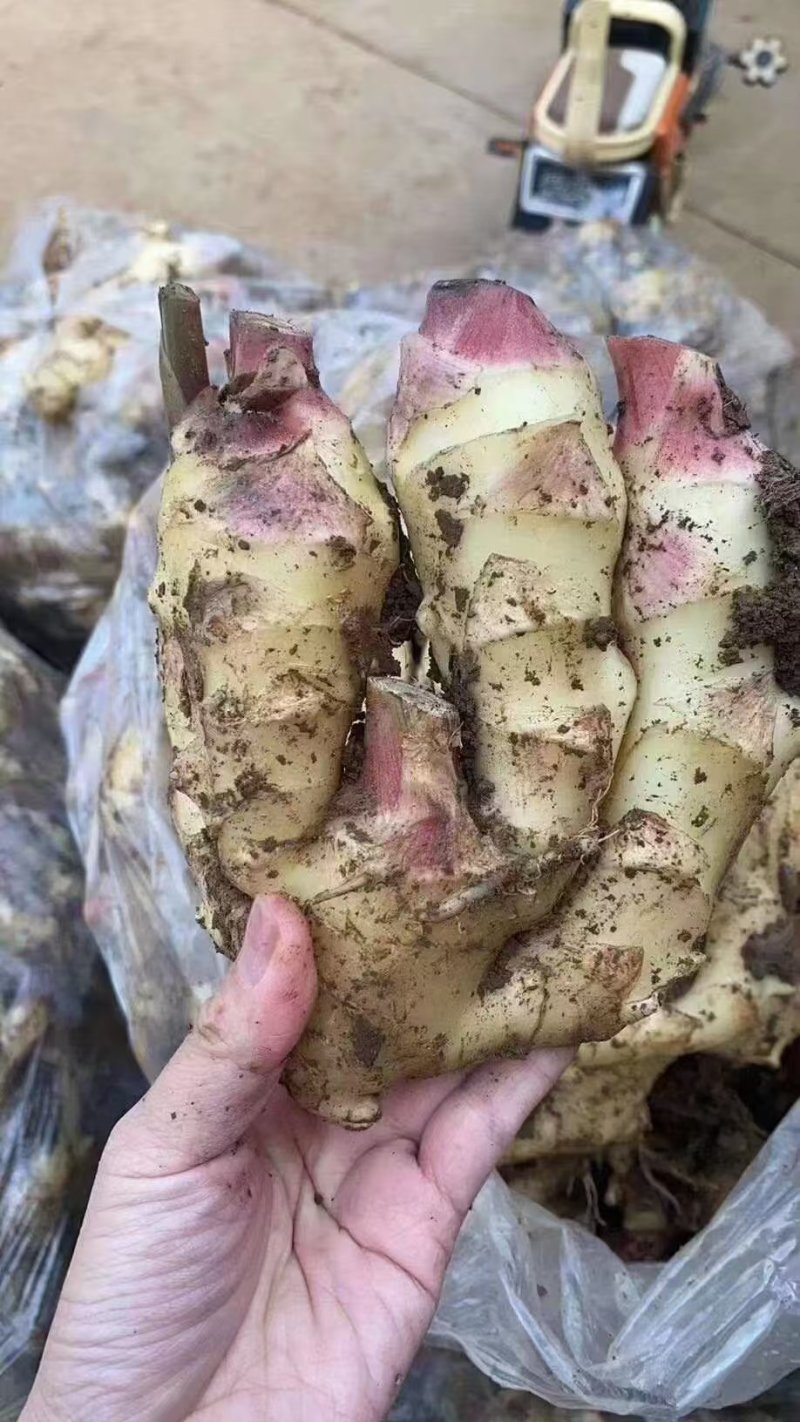 精品大黄姜现货现发供应全国对接大型批发市场欢迎咨询
