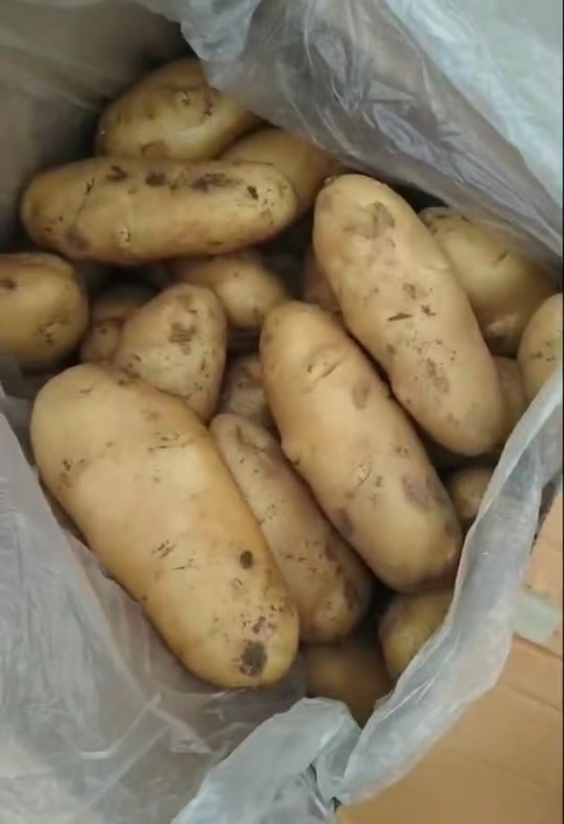 精品黄心土豆现货现发对接全国供应大型批发市场