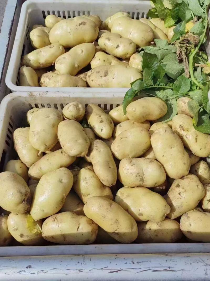 精品黄心土豆现货现发对接全国供应大型批发市场