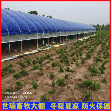 养羊大棚安装羊舍大棚施工山羊养殖大棚建造世瑞畜牧