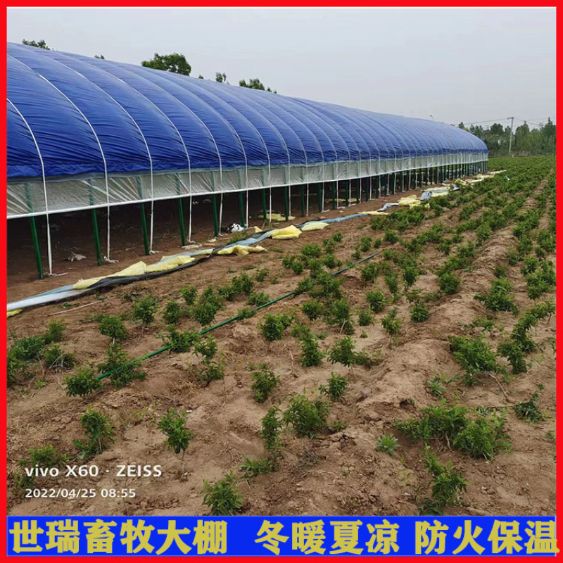 养羊大棚安装羊舍大棚施工山羊养殖大棚建造世瑞畜牧