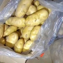 精品黄心土豆现货发车对接全国大型批发市场质量保证