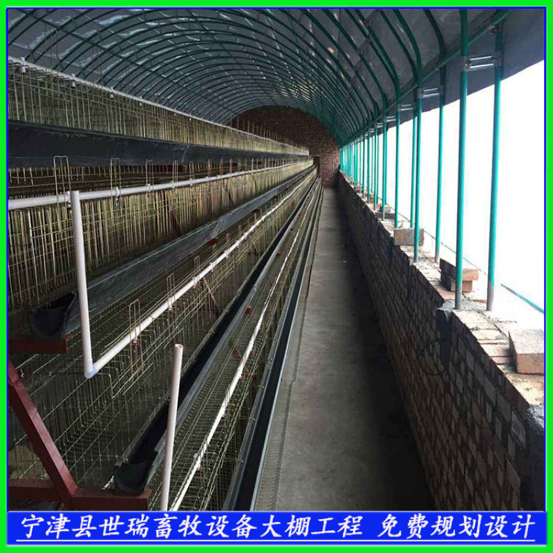 鸡舍大棚安装肉鸡养殖大棚建设蛋鸡养殖大棚搭建