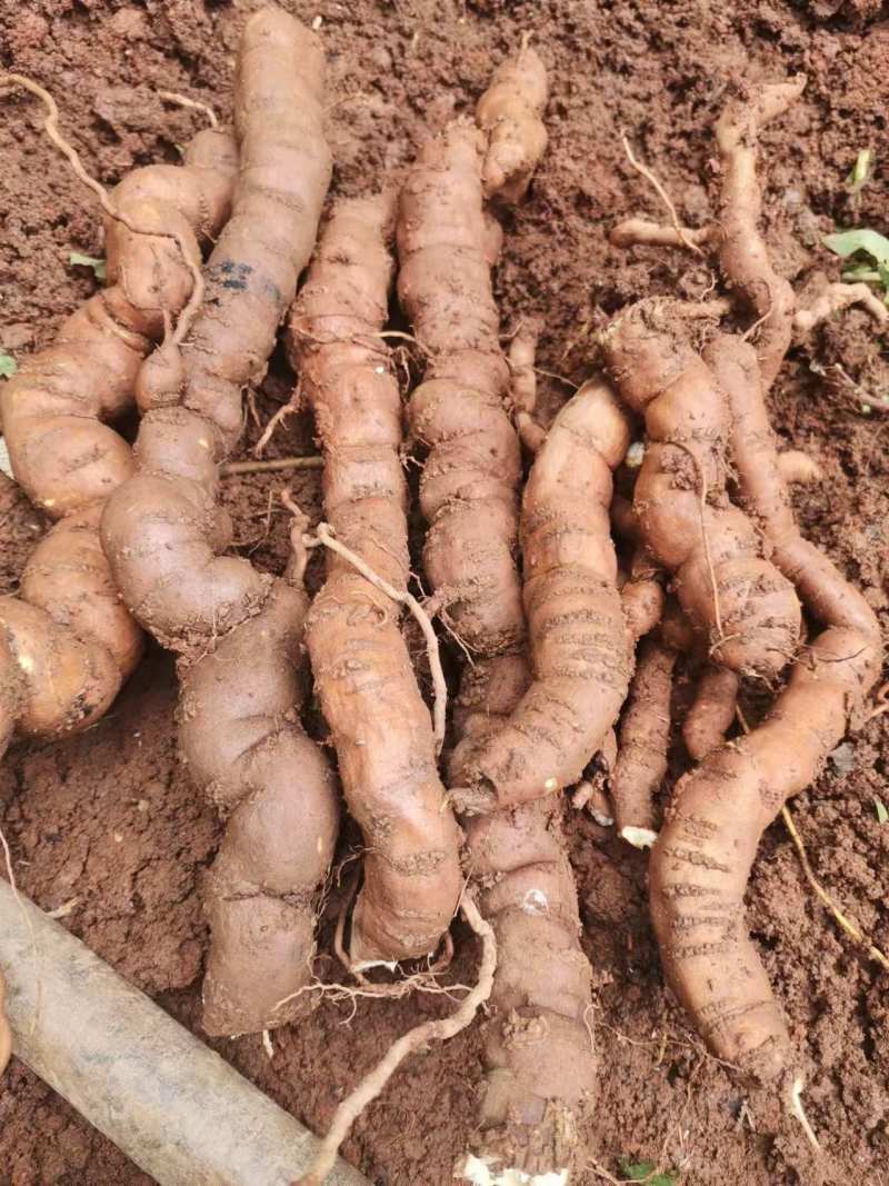 江西本地粉防己大量货源规格齐全欢迎电话联系