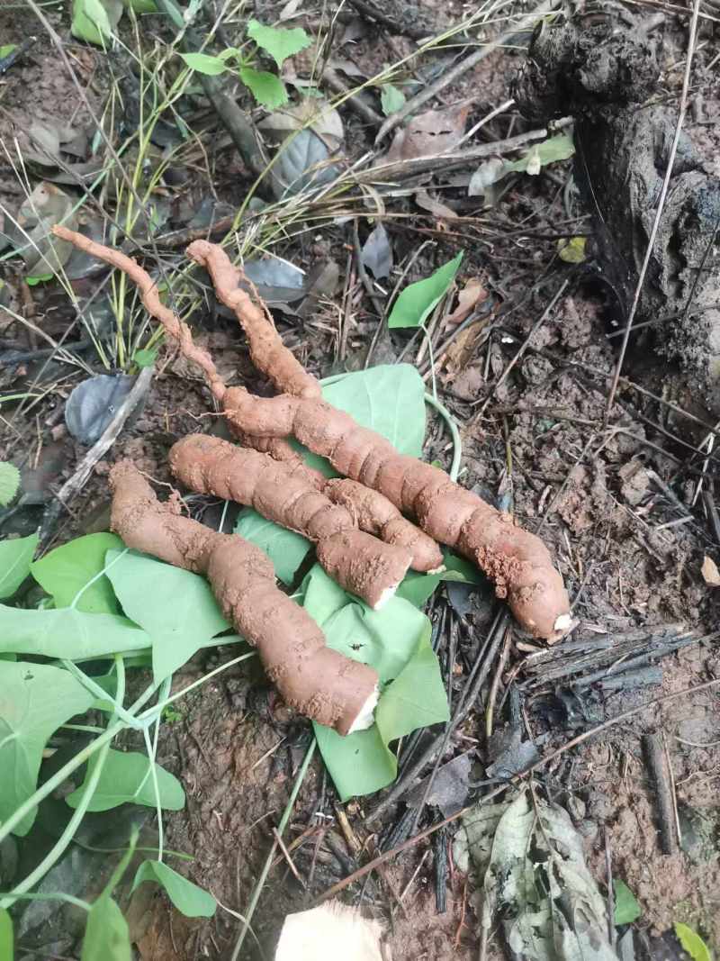 江西本地粉防己大量货源规格齐全欢迎电话联系