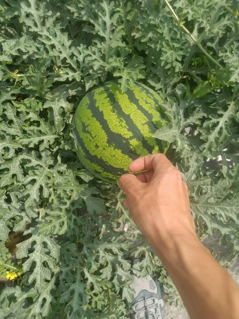 西瓜，大果西瓜大量上市，产地直发