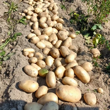 土豆，黄心土豆大量上市，产地直发大量有货欢迎来电咨询洽谈
