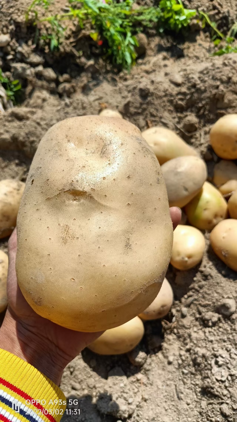 土豆，黄心土豆大量上市，产地直发大量有货欢迎来电咨询洽谈