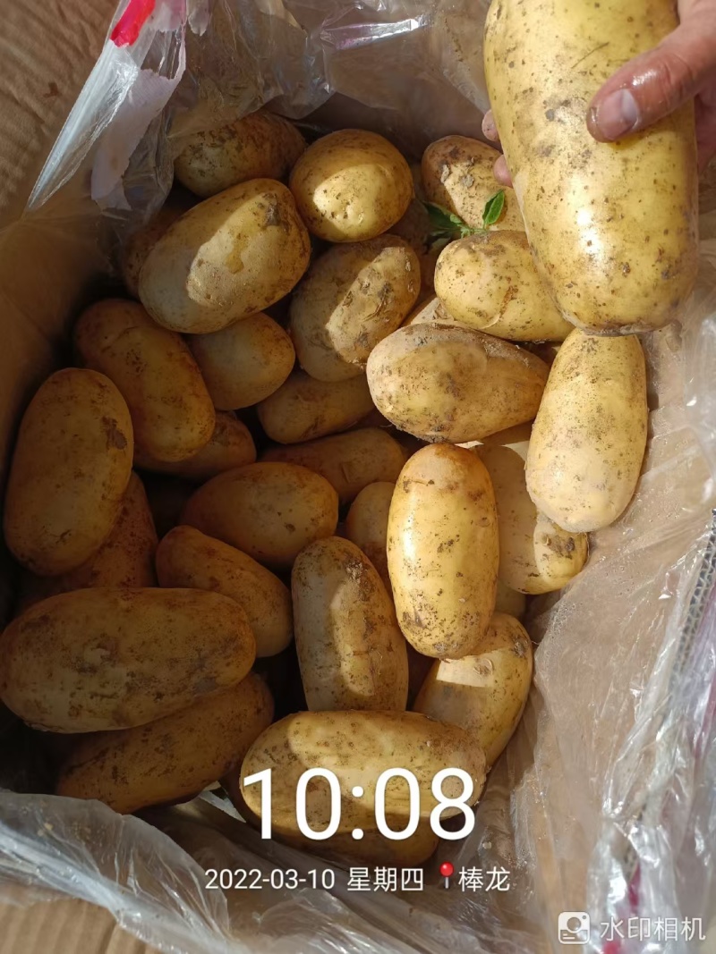 土豆，黄心土豆大量上市，产地直发大量有货欢迎来电咨询洽谈