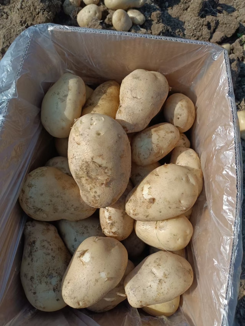 土豆，黄心土豆大量上市，产地直发大量有货欢迎来电咨询洽谈