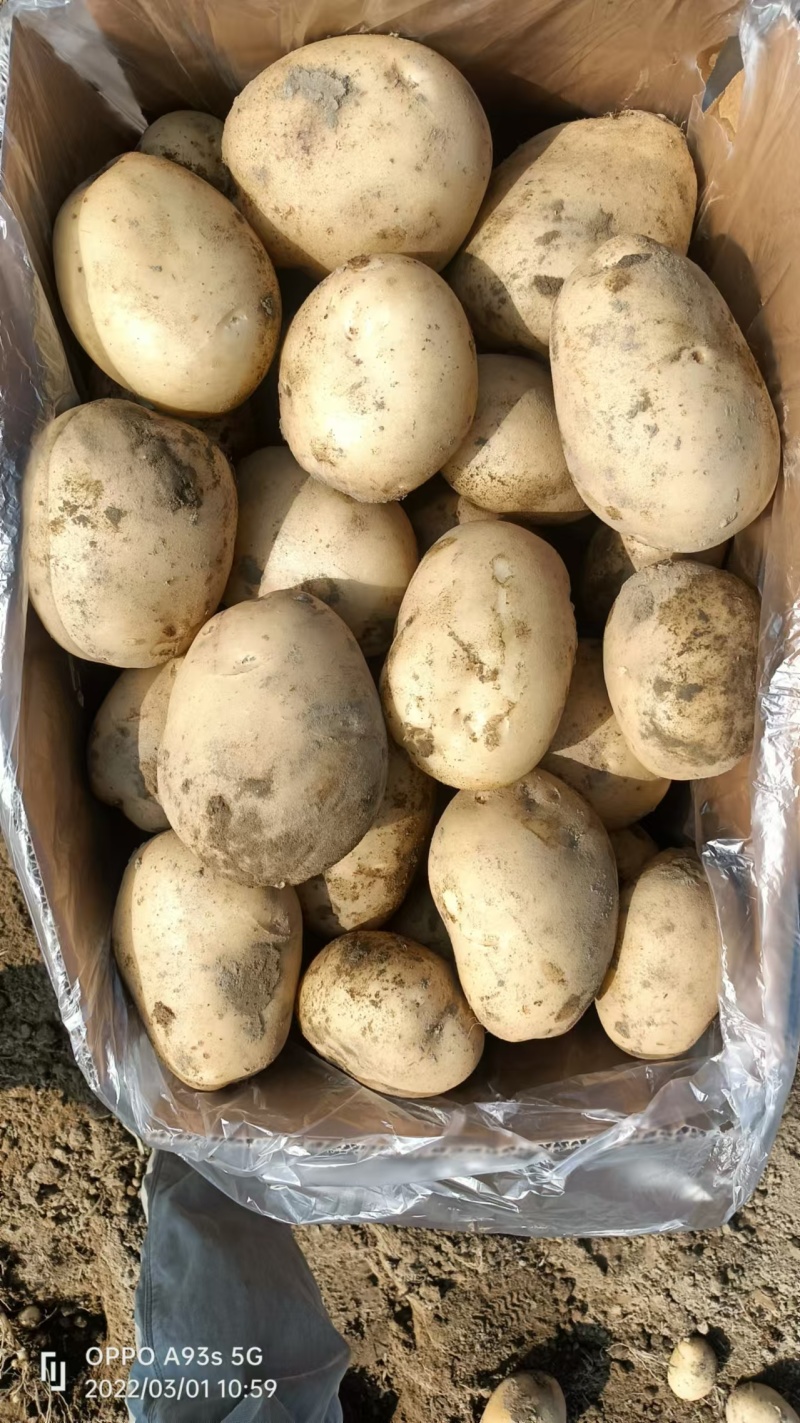 土豆，黄心土豆大量上市，产地直发大量有货欢迎来电咨询洽谈