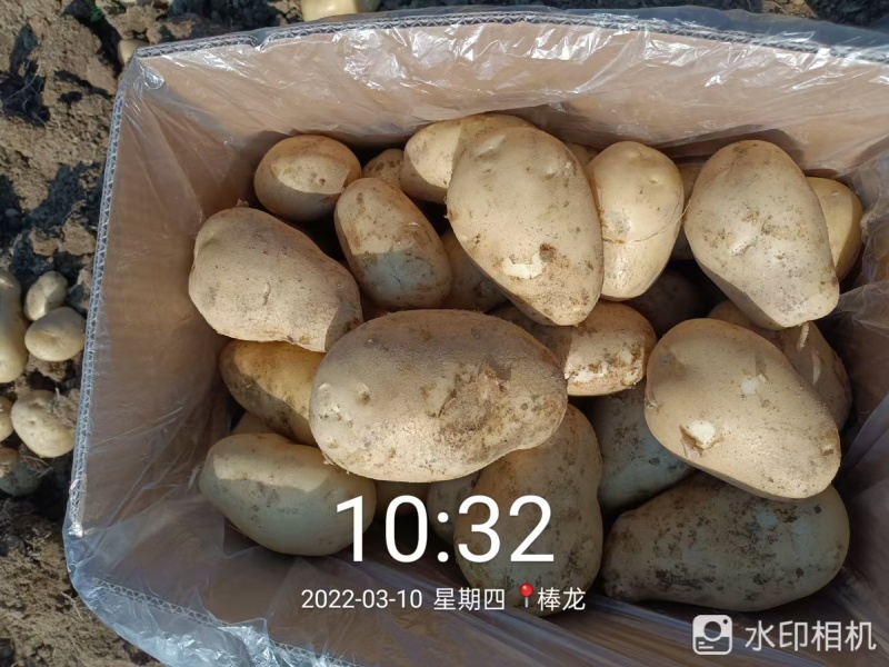 土豆，黄心土豆大量上市，产地直发大量有货欢迎来电咨询洽谈