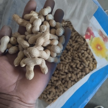 【花育花生】辽宁锦州花生生货按要求分拣打包接加工批发炒制