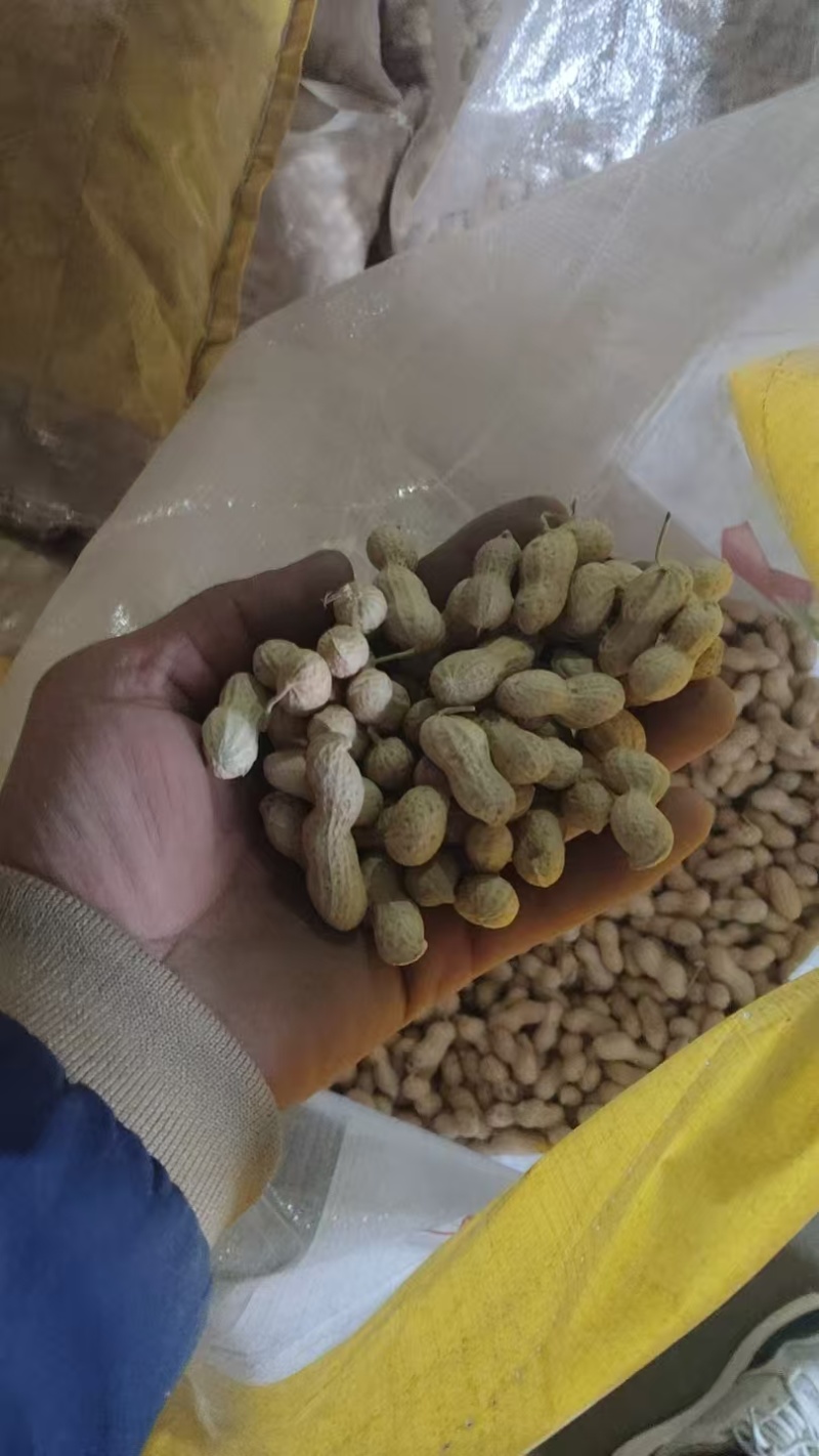 【花育花生】辽宁锦州花生生货按要求分拣打包接加工批发炒制