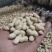 辽宁义县小日本花生果颜色干度成熟度都可选颗粒饱满视频看货