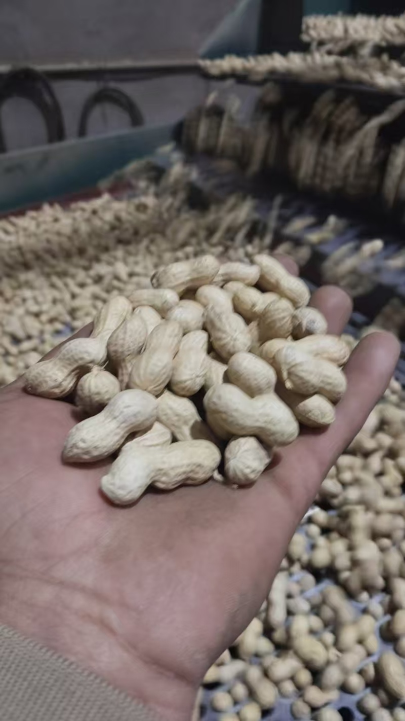 辽宁义县小日本花生果颜色干度成熟度都可选颗粒饱满视频看货