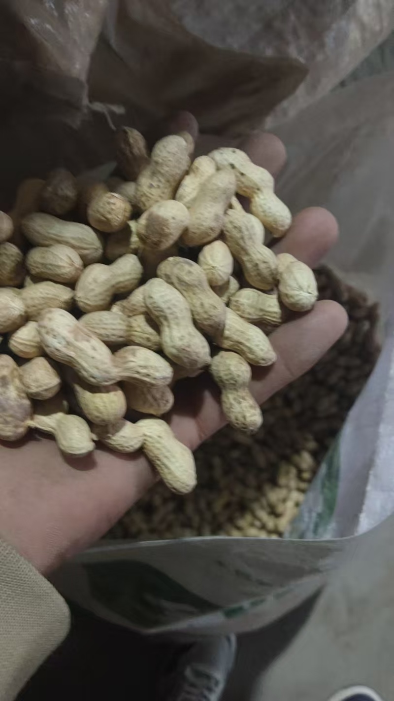 辽宁义县小日本花生果颜色干度成熟度都可选颗粒饱满视频看货