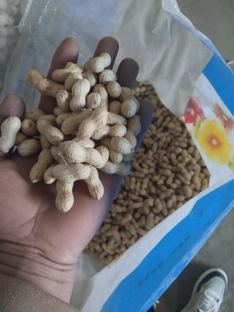 辽宁义县小日本花生果颜色干度成熟度都可选颗粒饱满视频看货