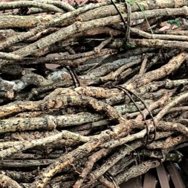 木通统片大量走货规格齐全欢迎选购