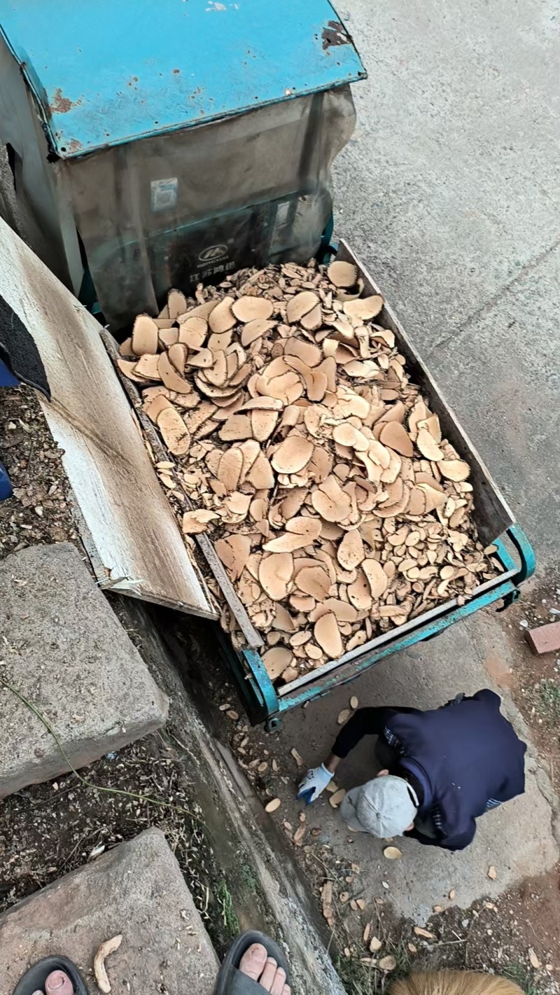 木通统片大量走货规格齐全欢迎选购