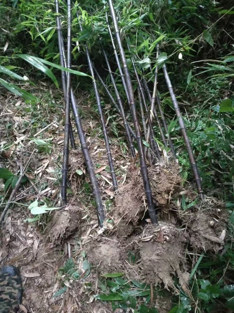 【牛商推荐】优质紫竹大量供货支持视频看货欢迎选购