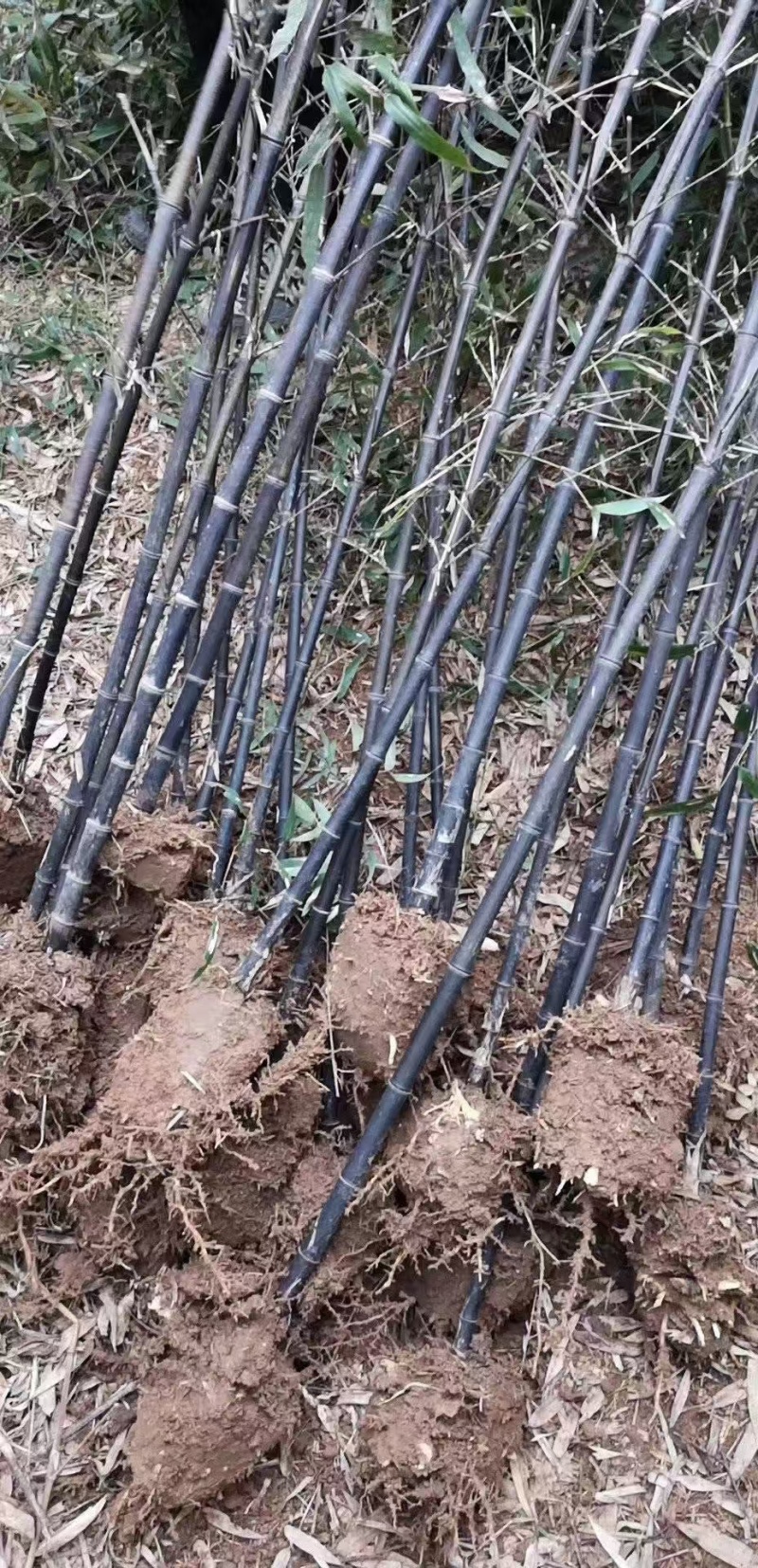 【牛商推荐】优质紫竹大量供货支持视频看货欢迎选购