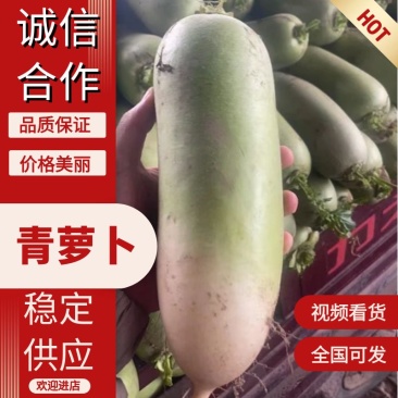 产地直销精品通货电商青萝卜量大价优欢迎联系