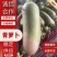 产地直销精品通货电商青萝卜量大价优欢迎联系