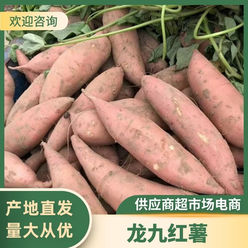 龙薯九号产地一手货源保质保量发货全国