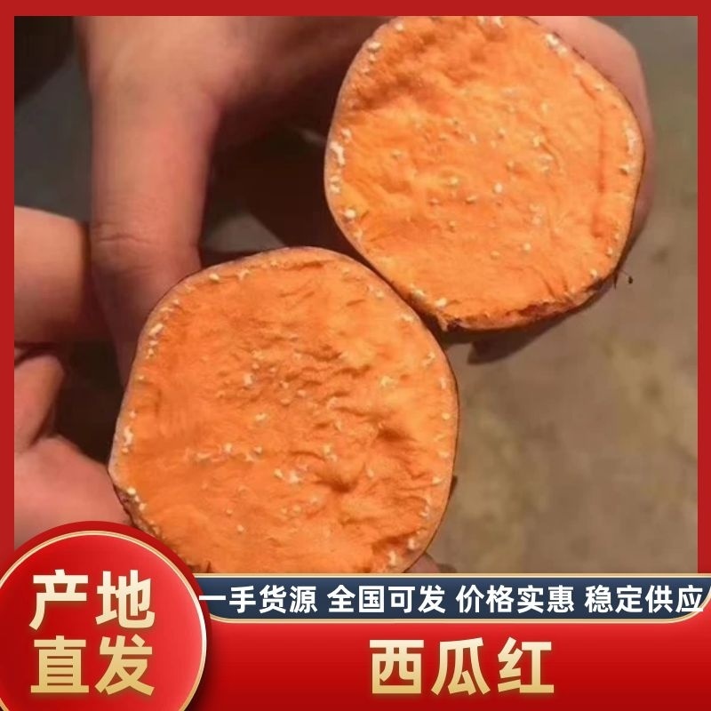 河南开封祥符区西瓜红红薯产地直销价格美丽