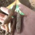 精品天冬新鲜上市一手货源自家种植欢迎来电订货